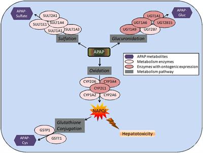 Pharmacogenomics of acetaminophen in pediatric populations: a moving target